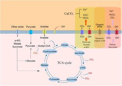 New insights into Saccharomyces cerevisiae induced calcium carbonate precipitation